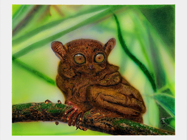  Tarsier