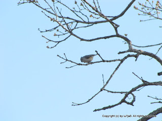 Tufted Titmouse