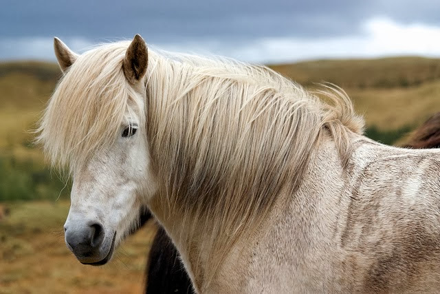 Pictures of horses in High qualityPictures of horses in High quality