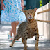 Most expensive Pet Cat Ashera Royal Cat