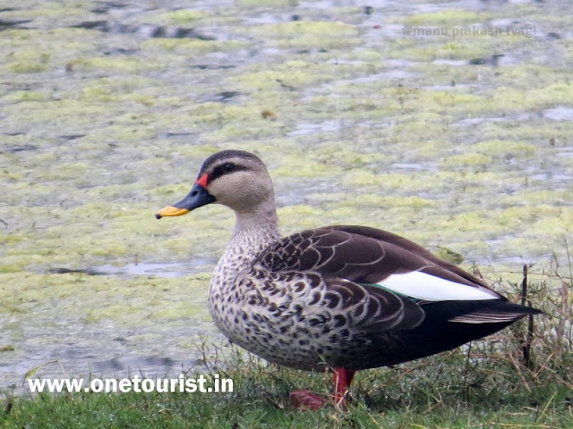 A colorful Bird in bharatpur bird sanctuary , rajashtan 