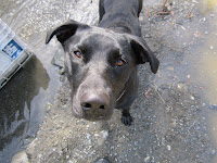 Blacklab, Rottweiler, dog, bear guard