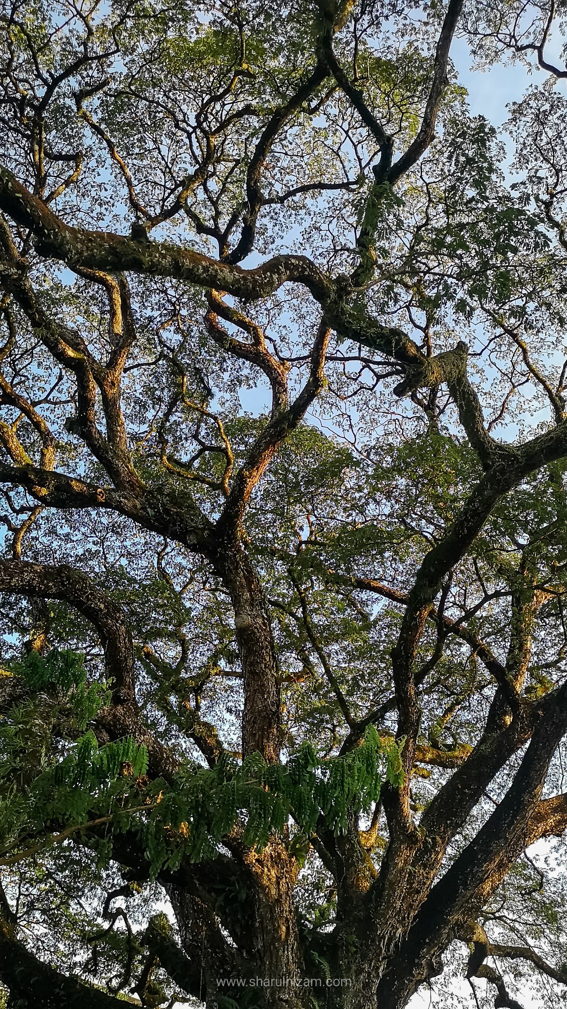 Seiring Dan Sejalan Di Taman Tasik Taiping, Perak