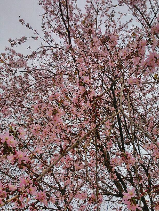  GAMBAR  Keindahan Musim Bunga  Sakura  di Putrajaya Musim 