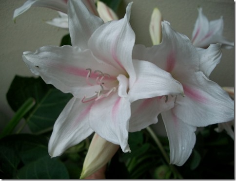 moonvine and lilies 010