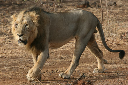 Asiatica Lion HD Images