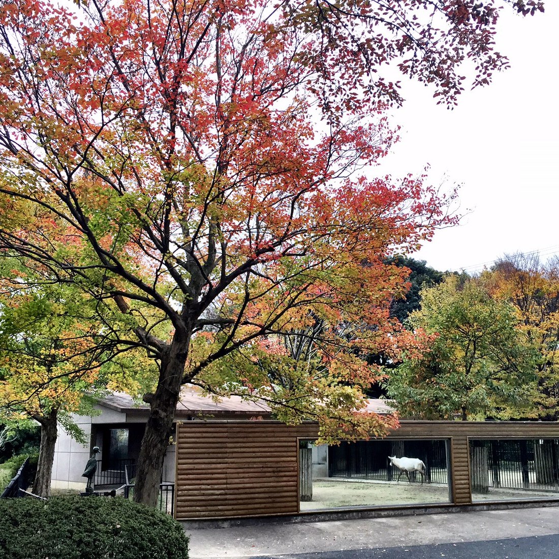 福岡市動物園ブログ 動物園で紅葉も楽しめます