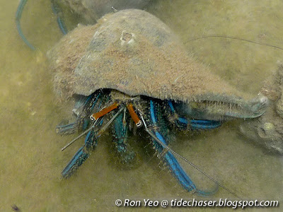 Blue Striped Hermit Crab (Clibanarius longitarsus)