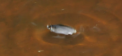 Whirligig beetle (Gyrinidae)