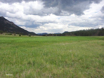 meadow by burned forest, Rocky Mountain National Park