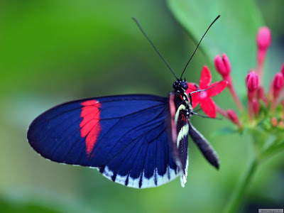 butterfly desktop wallpaper. Butterfly on the flower