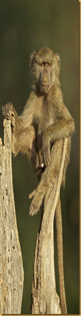 young-male-olive-baboon-samburu-national-reserve-kenya-all2809762