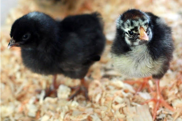 All about raising chickens and eggs | Yummy Mummy Kitchen | A Vibrant ...