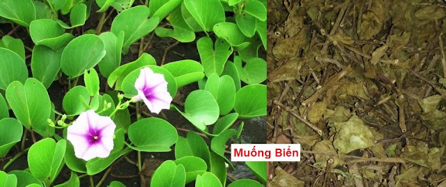 CÂY THUỐC TRỊ BỆNH THÔNG DỤNG - MUỐNG BIỂN