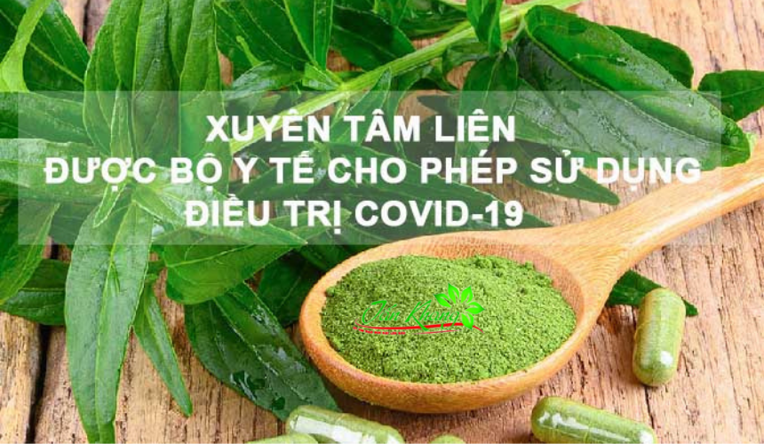 Thực Hư Cây Xuyên Tâm Liên Là Kháng Sinh Trị Covid-19