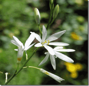 Anthericum