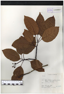 Рябина щитконосная (Sorbus corymbifera)