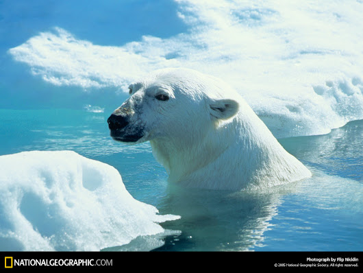 Фото животных от National Geographic # 5