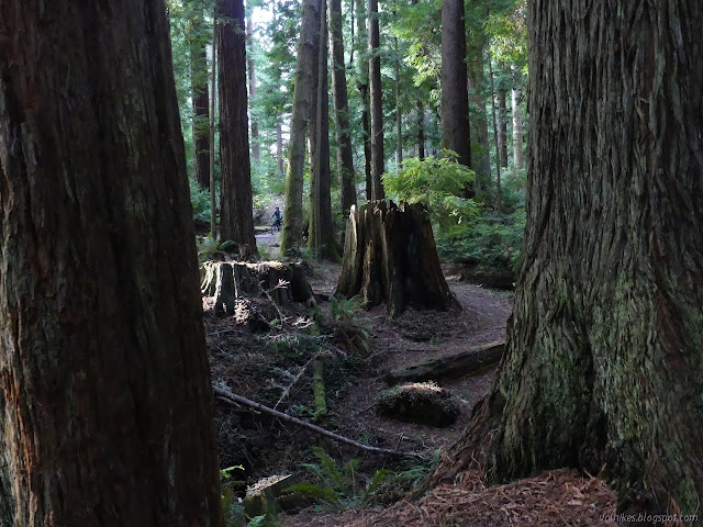 big trees, couple stumps, and cyclists