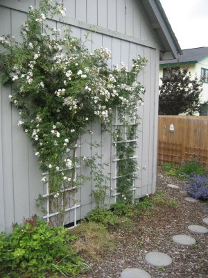 Polska Polar Roses in Alaska