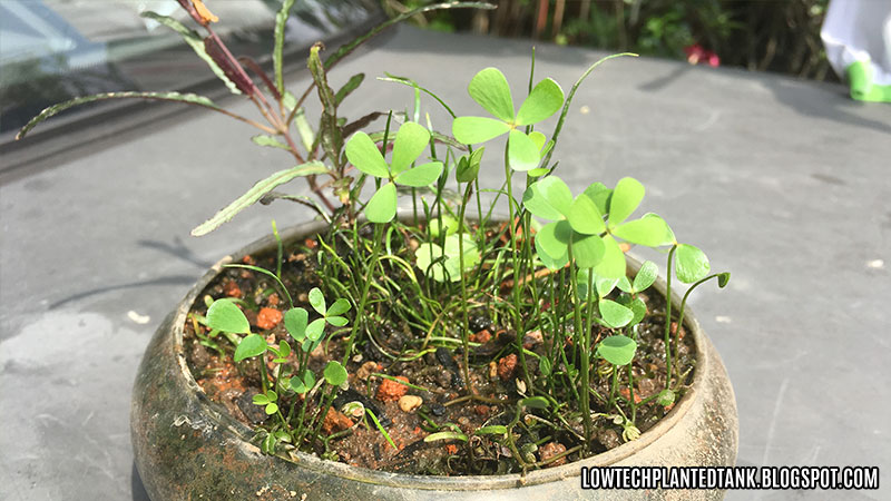 Marsilea Hirsuta Water Clover