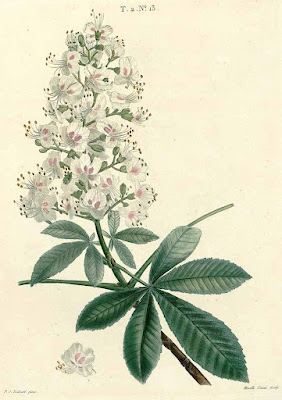 Конский каштан обыкновенный (Aesculus hippocastanum)