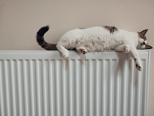 cat on radiator:Photo by he gong on Unsplash