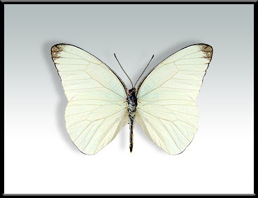 Mariposa lechera grande Glutophrissa drusilla