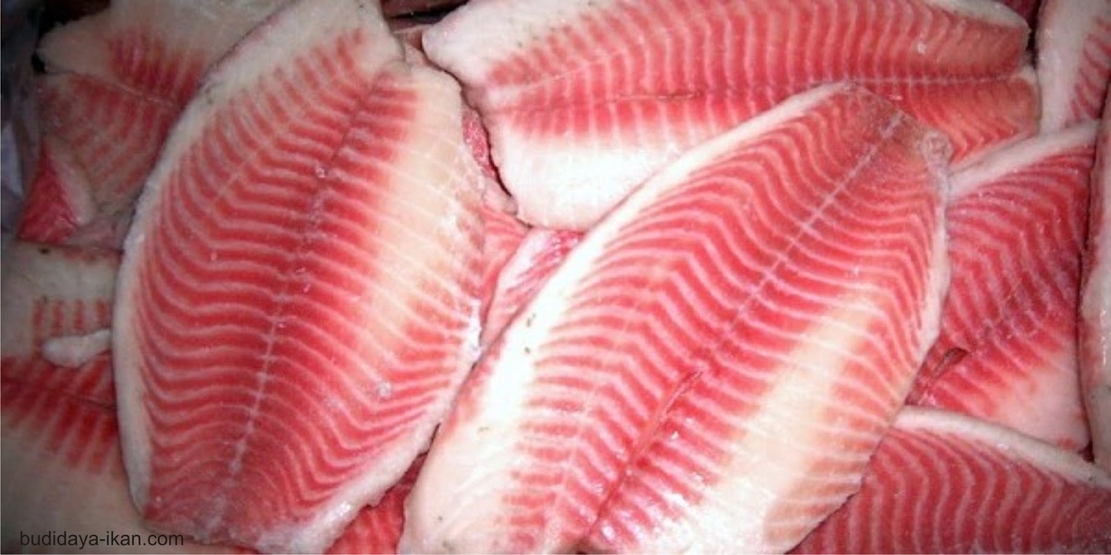 supplier jual fillet ikan