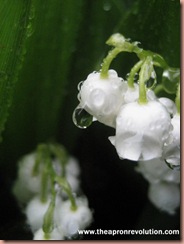 lilyofthevalley2 lilyofthevalley2