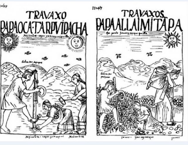 Рисунки Гуамана Пома де Аяла, показывающие посадку картофеля и других клубнеплодов и их урожай