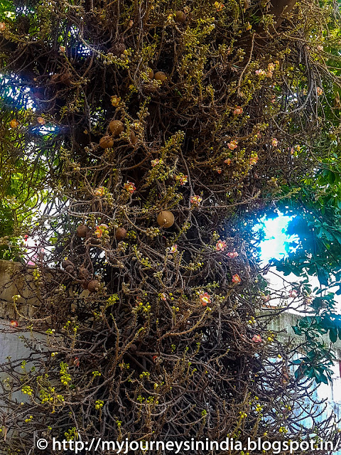 Old Naga Lingam Tree at Sri Someshwara Swamy Temple, Bangalore