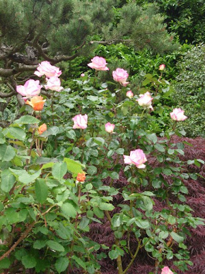 rose bush in full bloom.