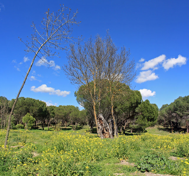 Monte de El Pardo (Madrid)