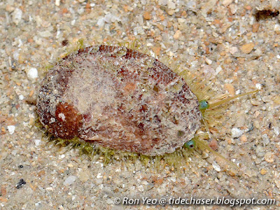 Abalone (Haliotis clathrata)