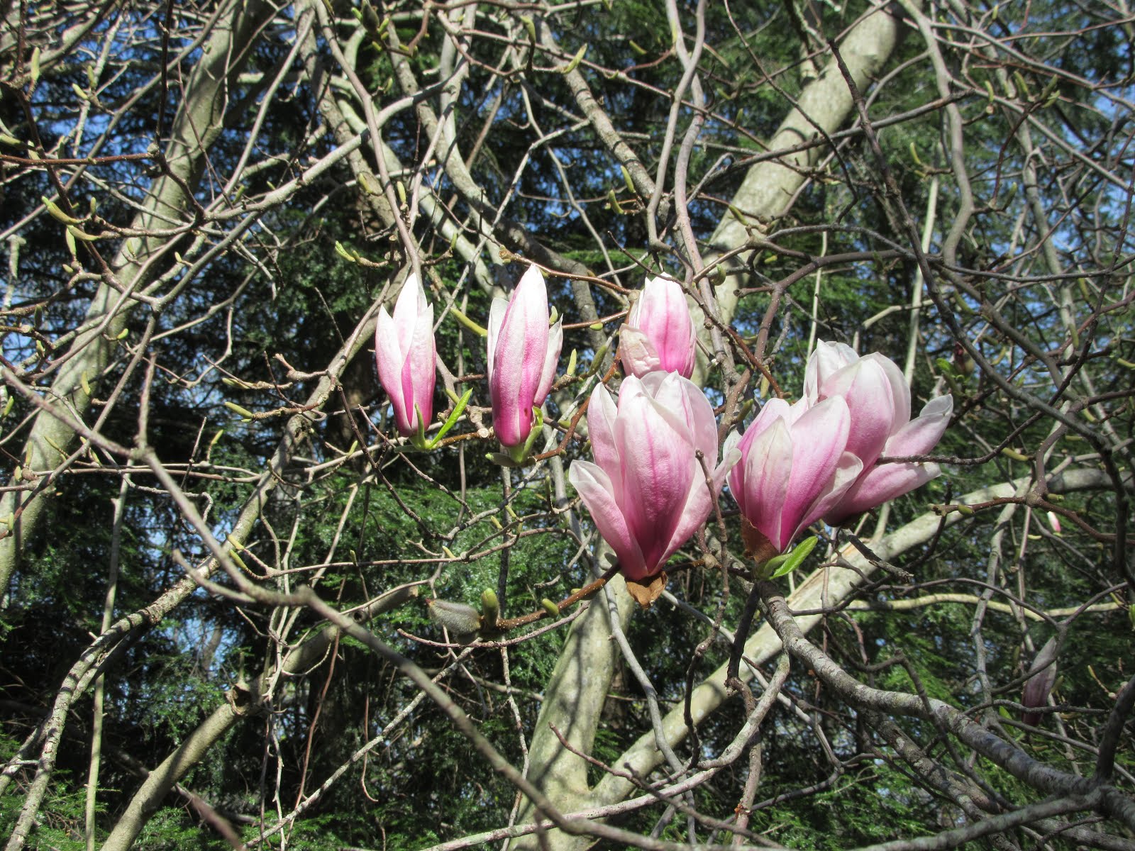 Sugar Magnolia