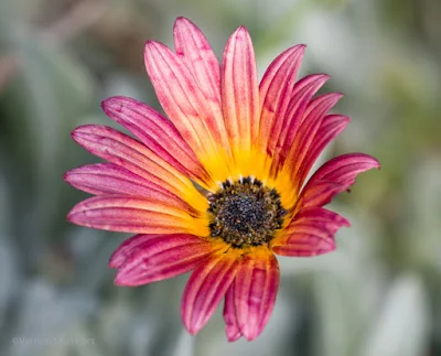 Wildflower Canon EOS 70D  / Woodbridge Island Cape Town 02