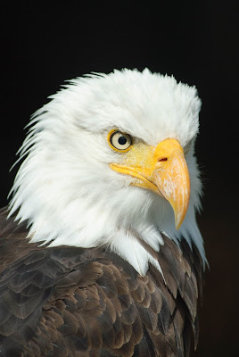 Black and White Eagle - Bird Photo Free Download No Copyright