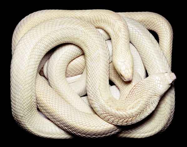 Snake skin -very expensive 