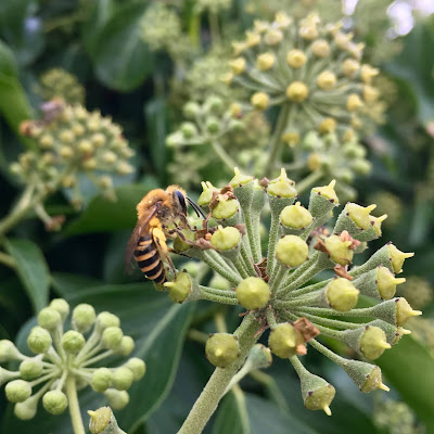 foraging, ivy bee, non-native solitary bee, southern England, 