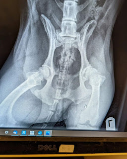 The x-ray taken of Boris's hips showing the arthritis forming on the ball joint of his left hip