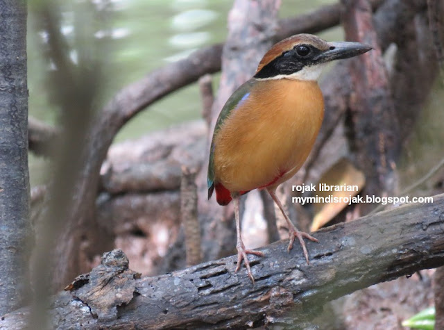 Mangrove Pitta in Ubin 