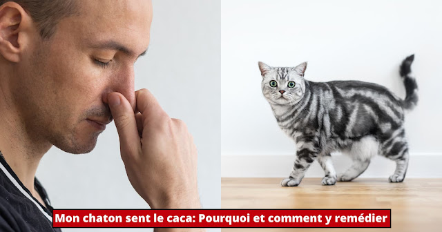 mon-chaton-sent-le-caca