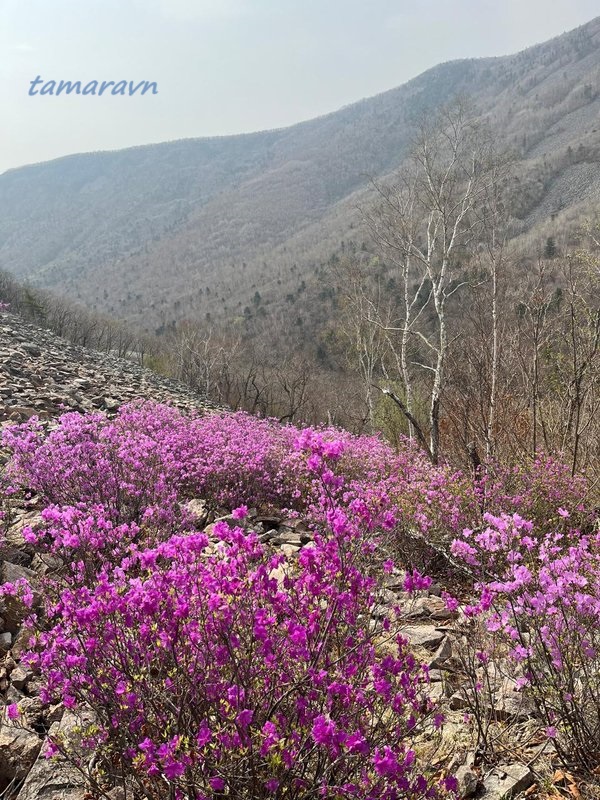 Цветение рододендрона остроконечного (Rhododendron mucronulatum) в 2024 году