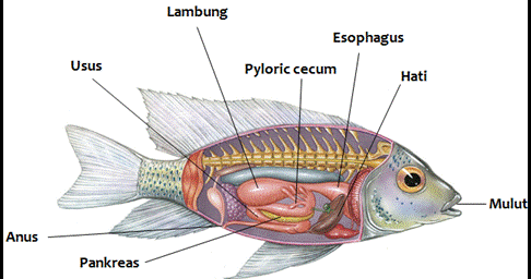 SISTEM PENCERNAAN PADA IKAN