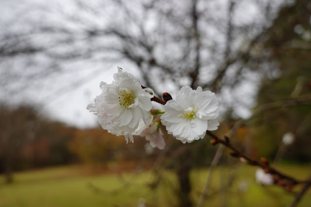 鳥取県西伯郡南部町鶴田　とっとり花回廊　桜の広場　ジュウガツザクラ（十月桜）