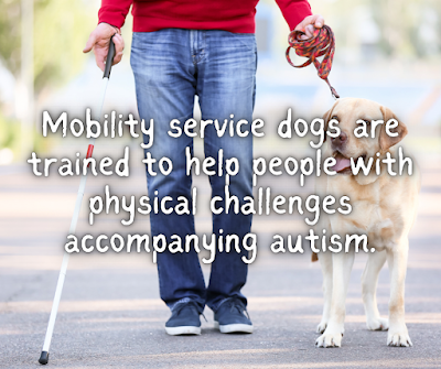 Mobility service dogs are trained to help people with physical challenges accompanying autism.