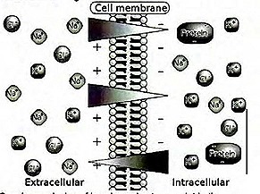 PEMF 8000 Pulsed