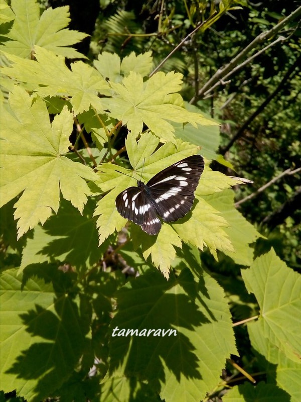 Бабочка пеструшка (Neptis sp.)