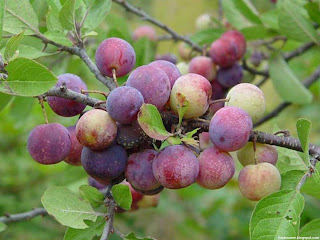 Beach plum fruit images wallpaper